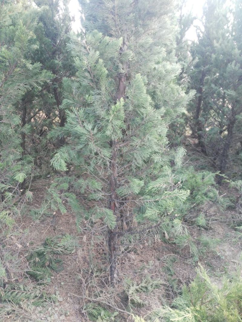 直生龙柏2~4cm4cm以下1.5~2米