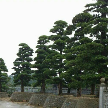 红花继木桩10~15cm