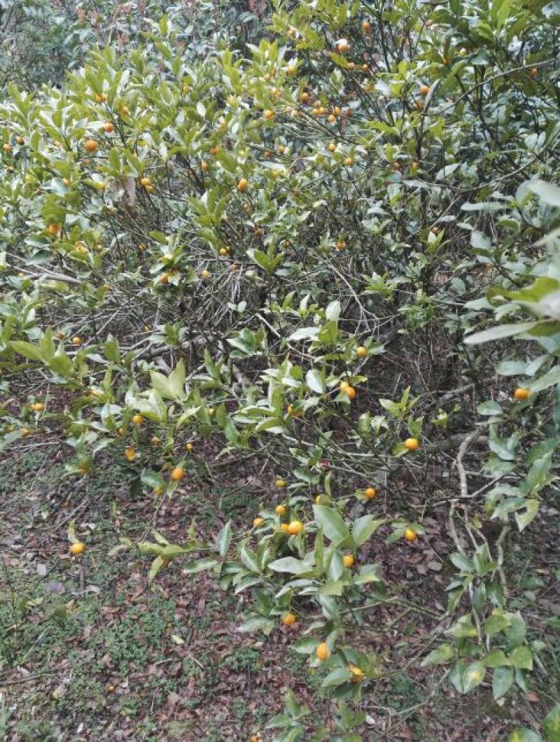 杜鹃2~4cm4~6cm0.5米以下