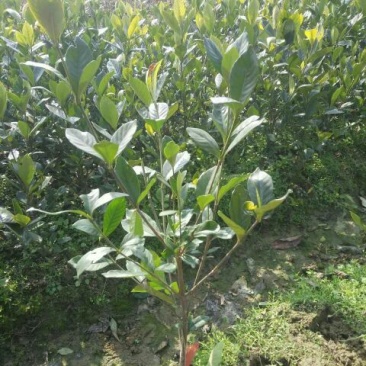 杜鹃2~4cm4~6cm0.5米以下