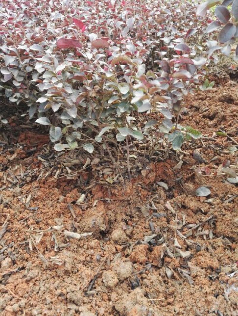 杜鹃2~4cm4~6cm0.5米以下