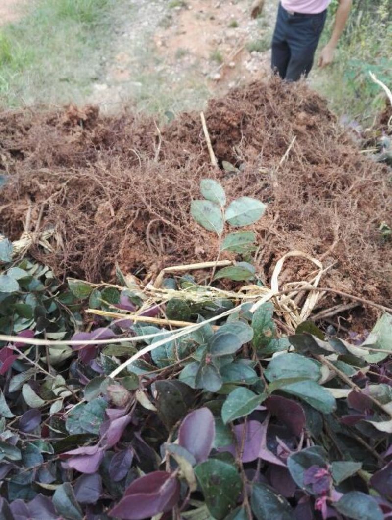 杜鹃2~4cm4~6cm0.5米以下