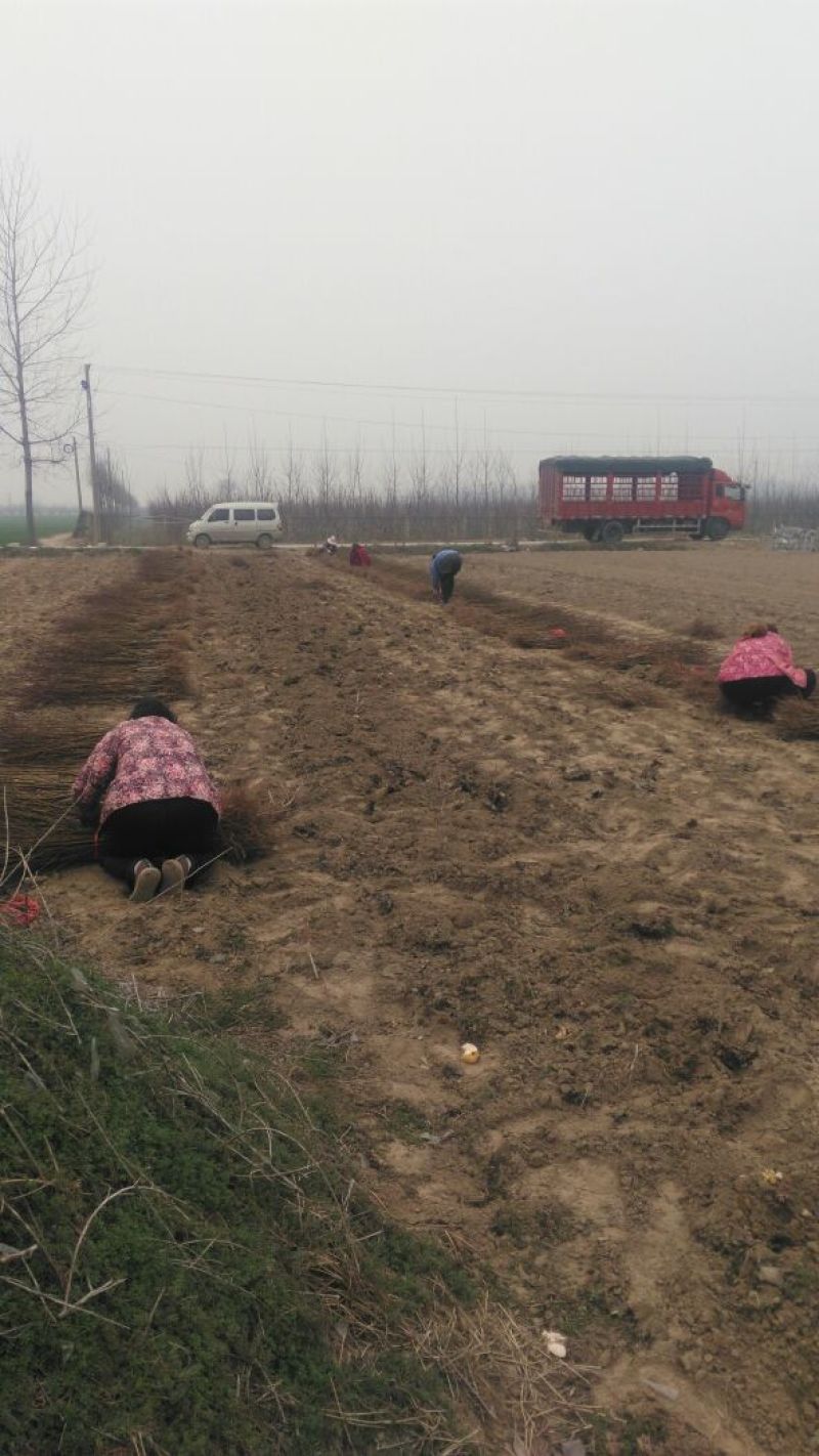 黄桃树苗，83黄桃苗、基地直销免费技术指导