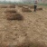 黄桃树苗，83黄桃苗、基地直销免费技术指导