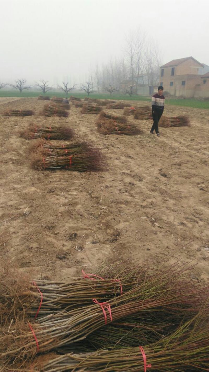 黄桃树苗，83黄桃苗、基地直销免费技术指导
