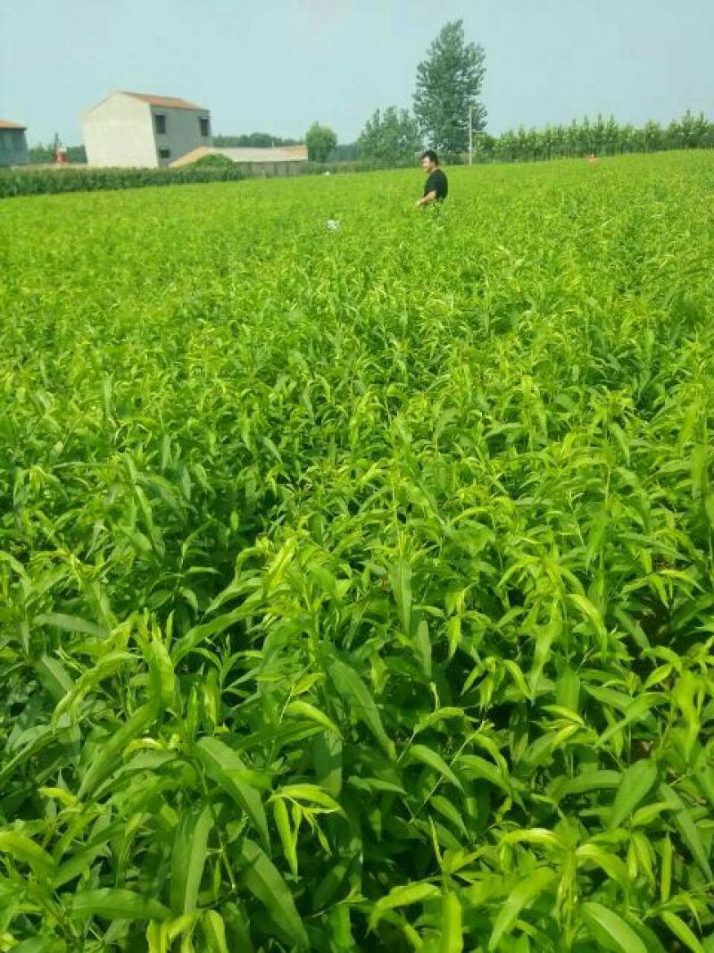 黄桃树苗，83黄桃苗、基地直销免费技术指导