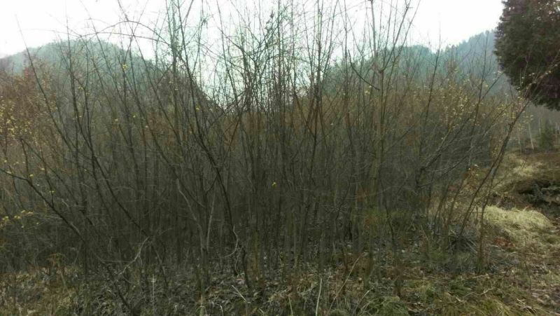 山茱萸苗优质无污染原生态优质