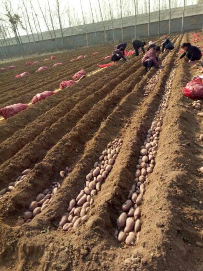 脱毒原种红薯苗，商薯19薯苗，可免费技术指导。