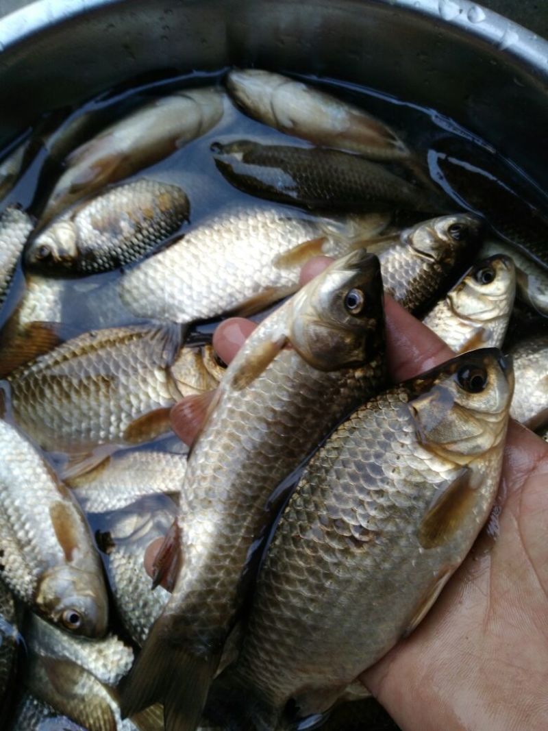 高背鲫食用