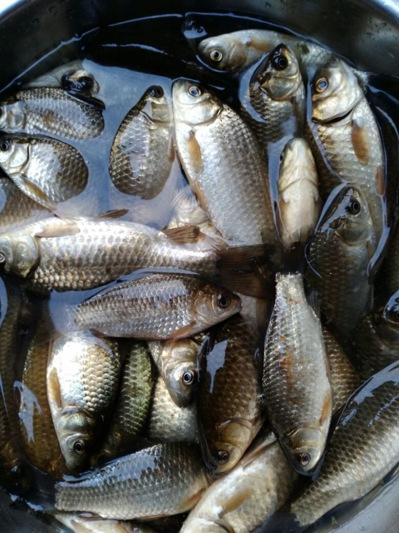 高背鲫食用