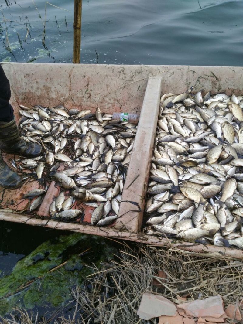 高背鲫食用