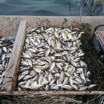 高背鲫食用