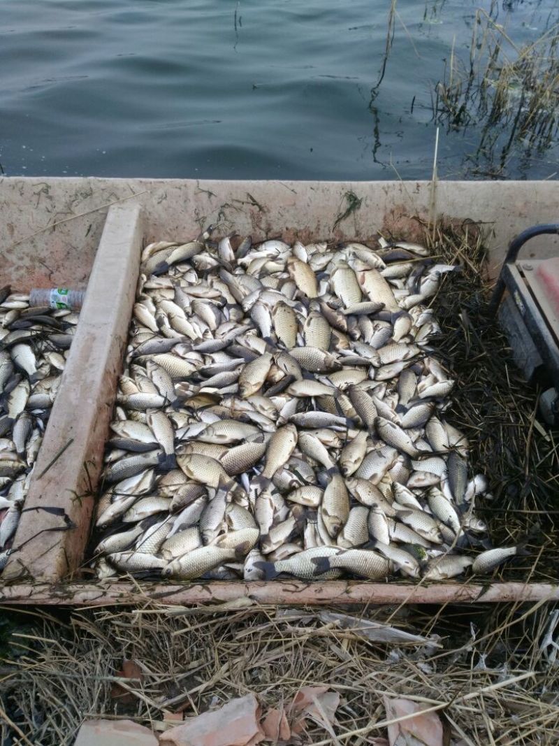 高背鲫食用