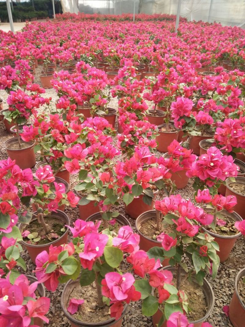 三角梅30~50cm花期长颜色齐全
