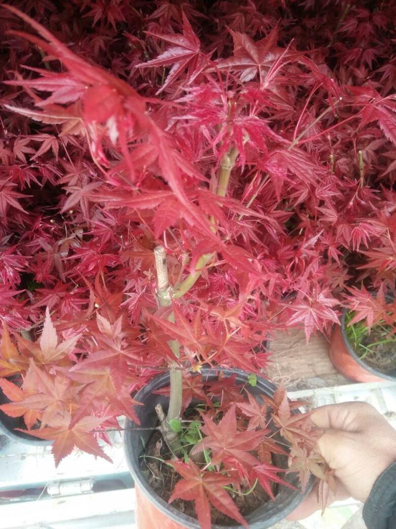 三角梅30~50cm花期长颜色齐全