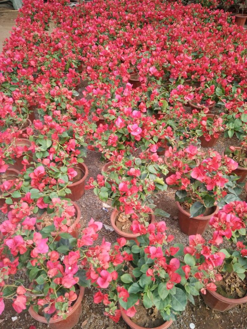 三角梅30~50cm花期长颜色齐全
