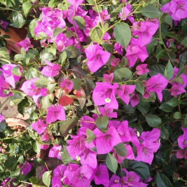 三角梅30~50cm花期长颜色齐全