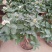 三角梅30~50cm花期长颜色齐全