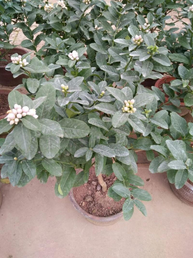 三角梅30~50cm花期长颜色齐全