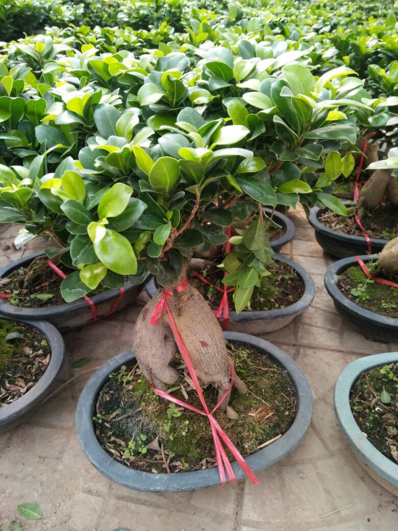 三角梅30~50cm花期长颜色齐全