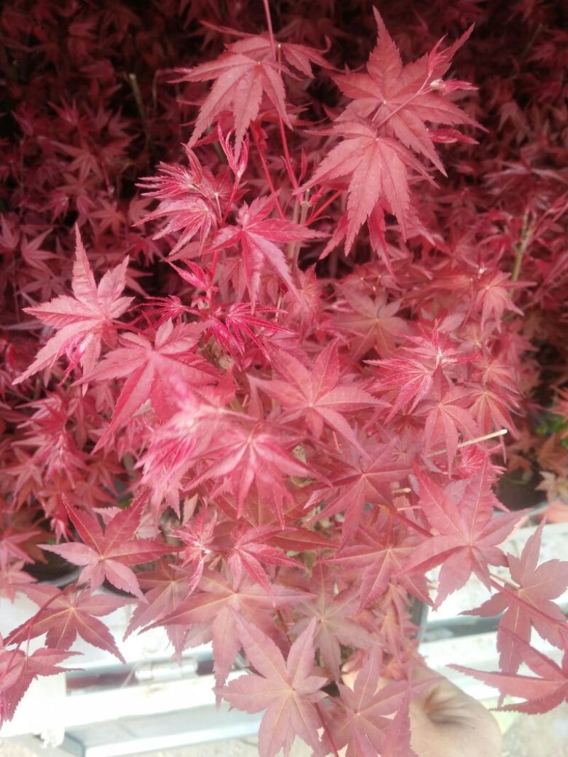 三角梅30~50cm花期长颜色齐全