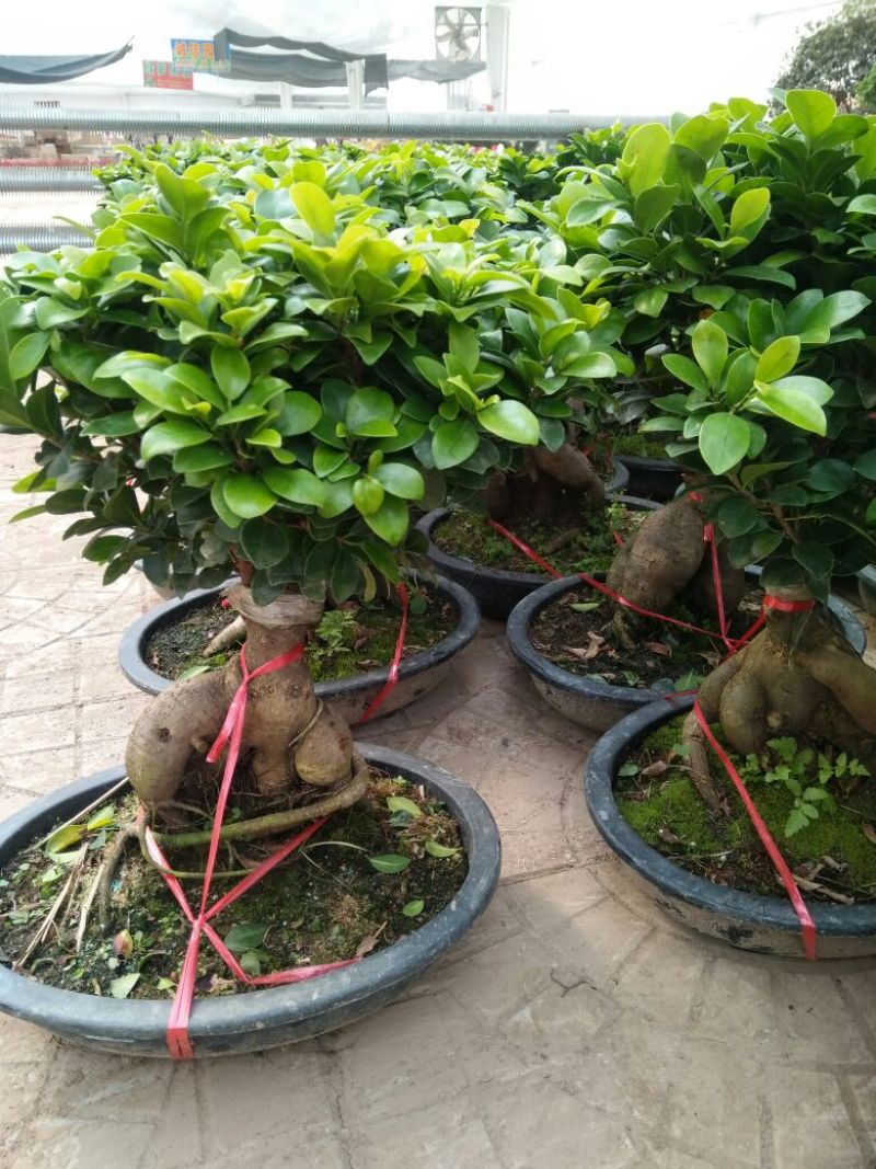 三角梅30~50cm花期长颜色齐全
