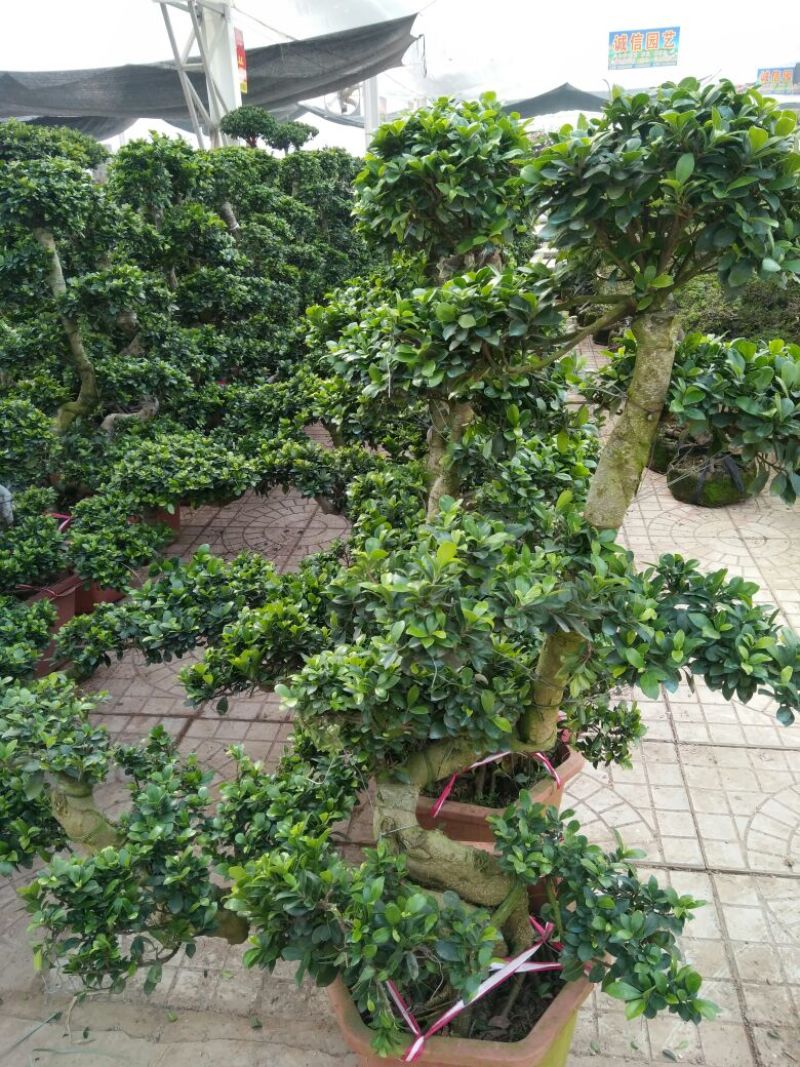 三角梅30~50cm花期长颜色齐全