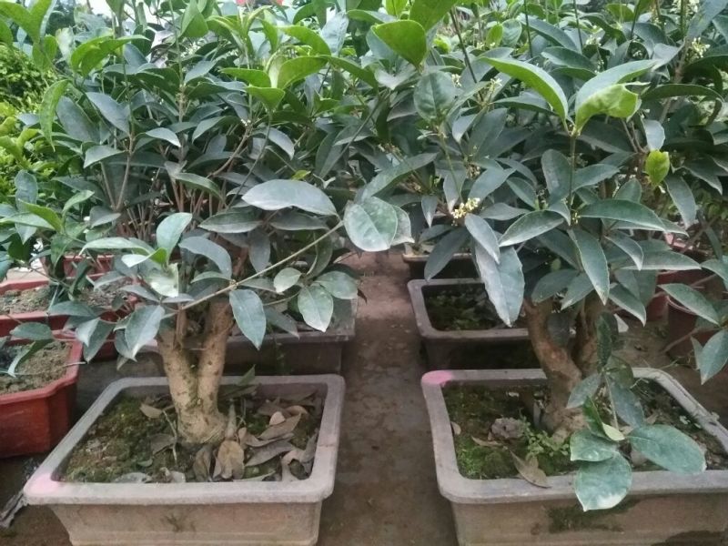 三角梅30~50cm花期长颜色齐全