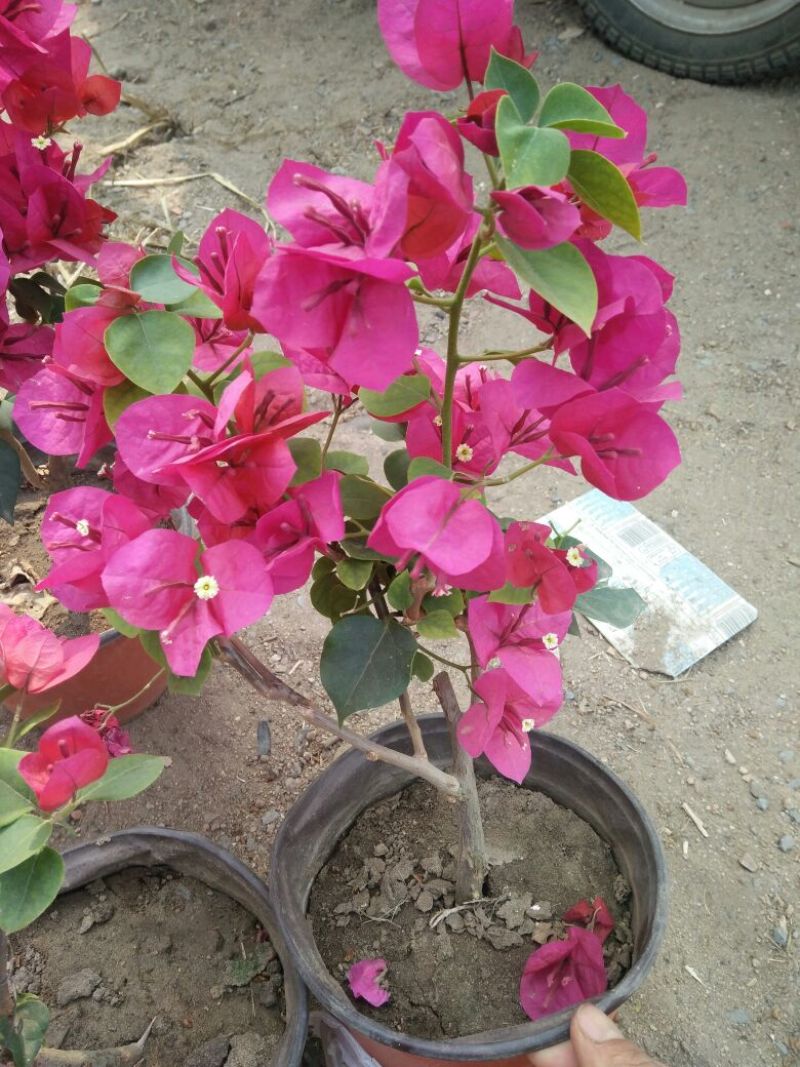 三角梅30~50cm花期长颜色齐全