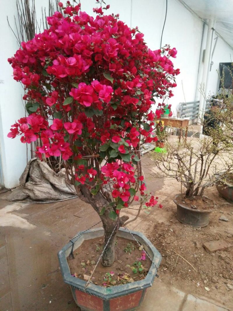 三角梅30~50cm花期长颜色齐全