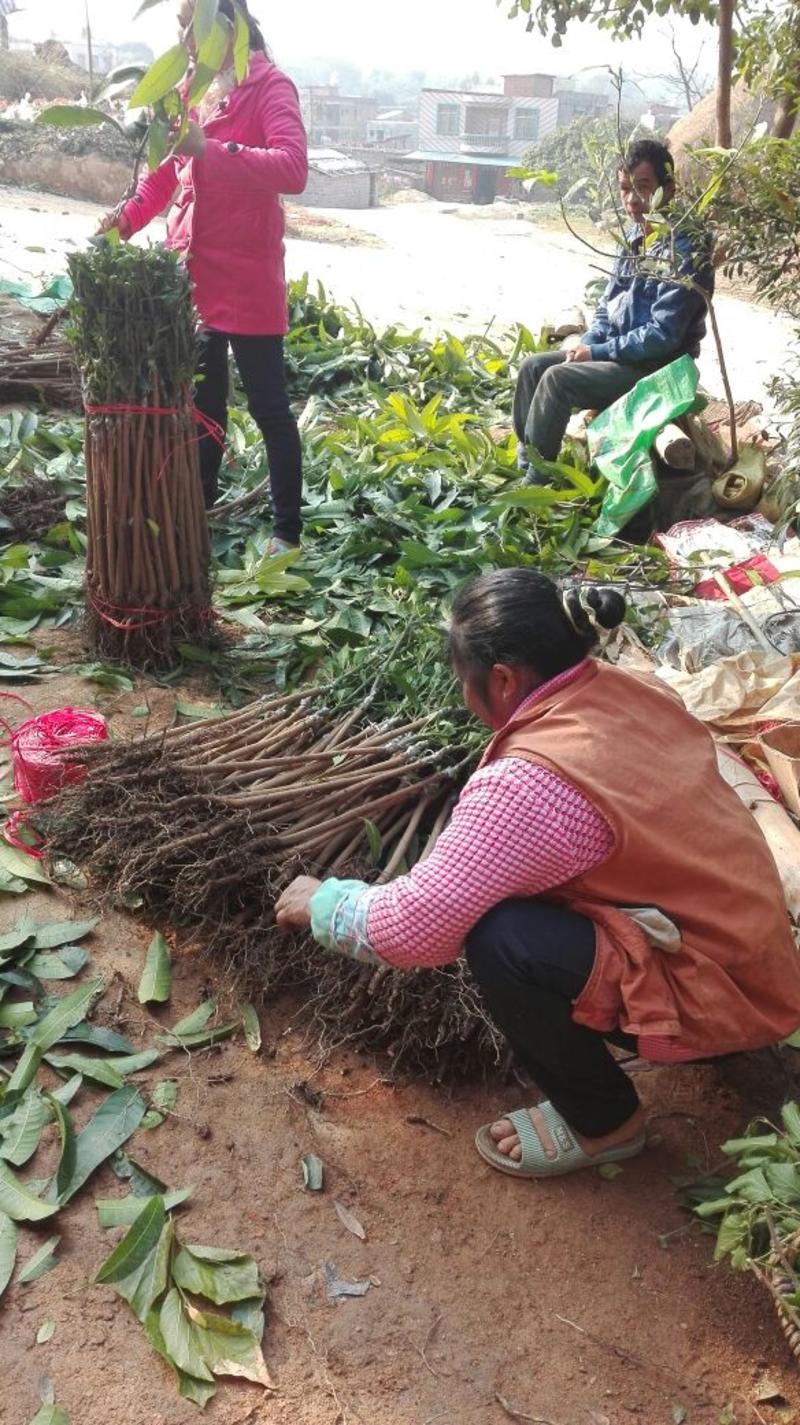 金煌芒树苗桂七台农贵妃象牙凯特，品种规格齐全