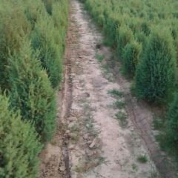 松树苗30~50cm