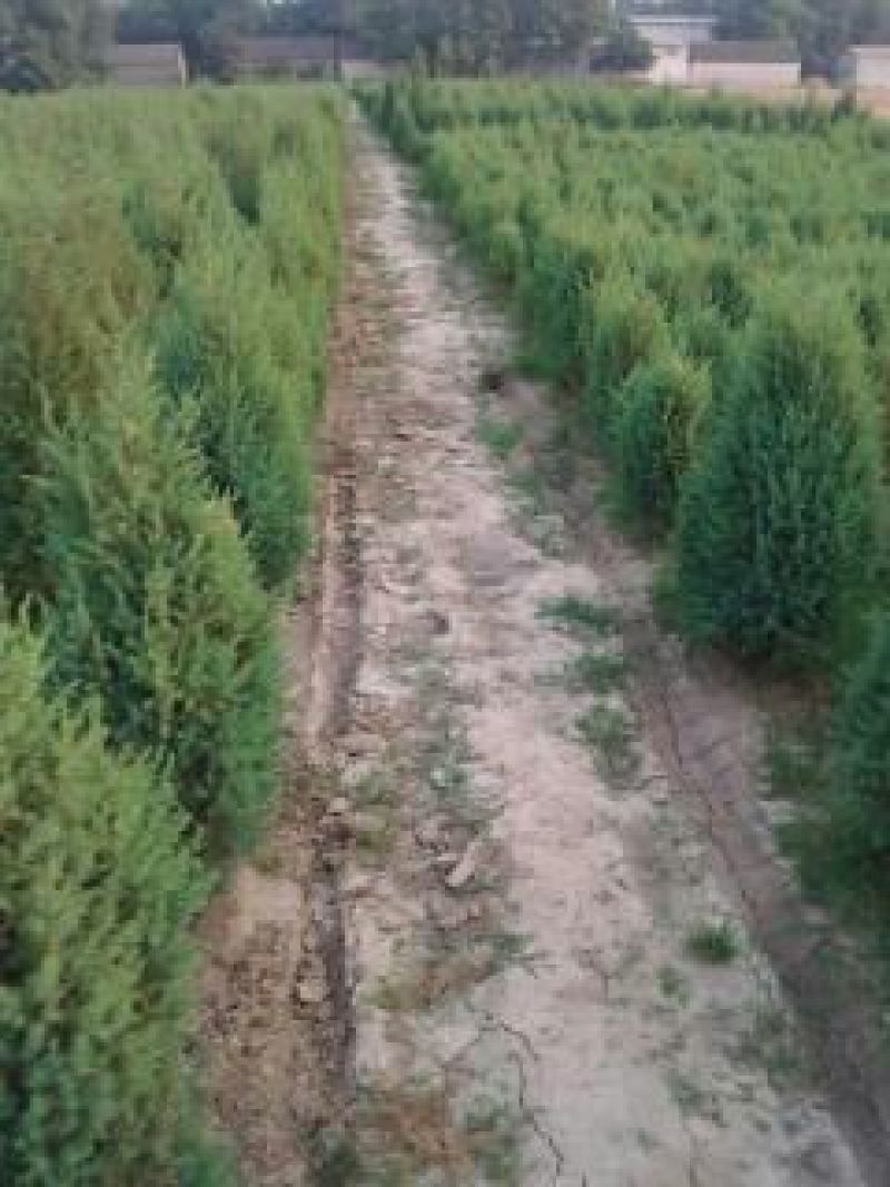松树苗30~50cm