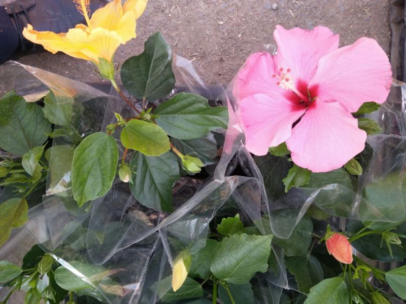 非州菊颜色多样价格合理发货及时