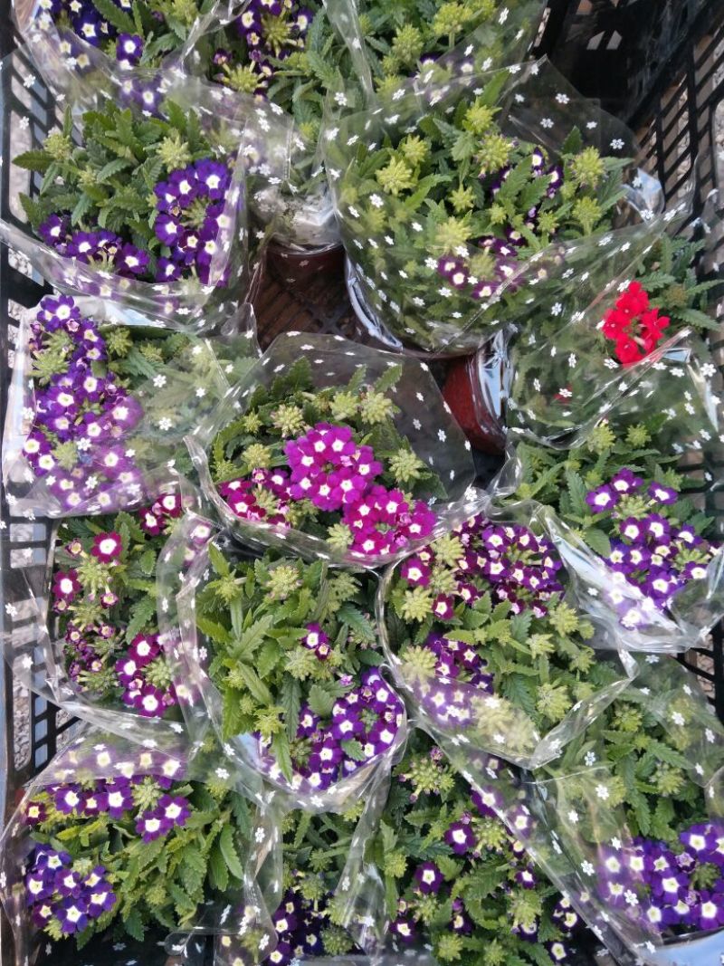 非州菊颜色多样价格合理发货及时