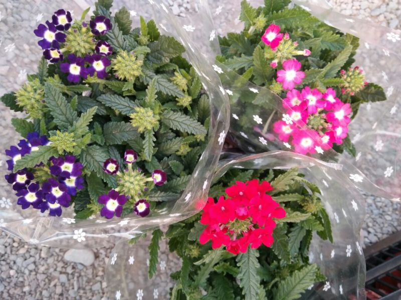 非州菊颜色多样价格合理发货及时