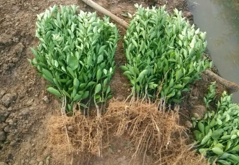 【规格齐全】皇帝柑苗50~80cm，基地一手货源，大量供应