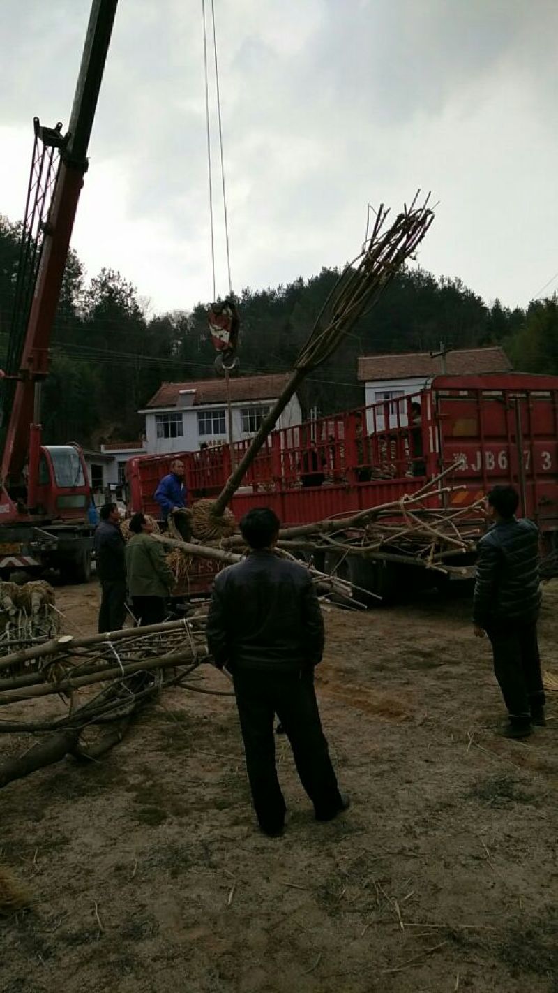 七叶树350cm以上40~50cm