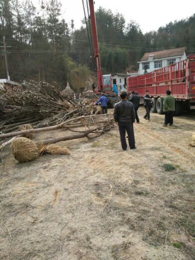 七叶树350cm以上40~50cm