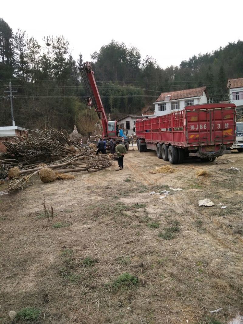 七叶树350cm以上40~50cm