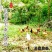 鸡散养土鸡2~3斤