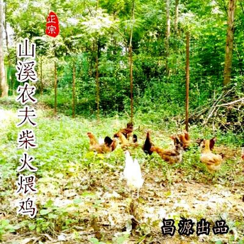 鸡散养土鸡2~3斤