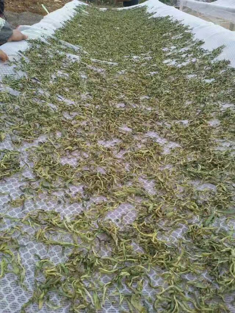 老树茶二级