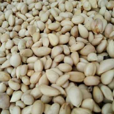 枸橘树30~50cm