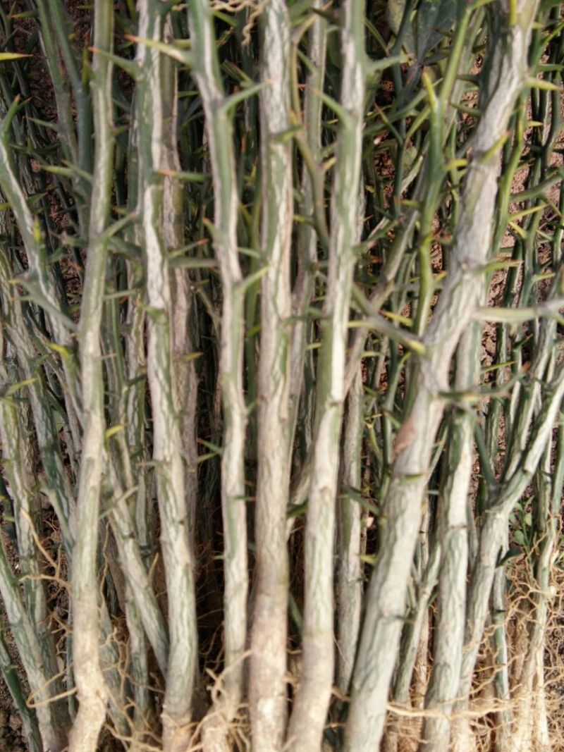 枸橘树30~50cm