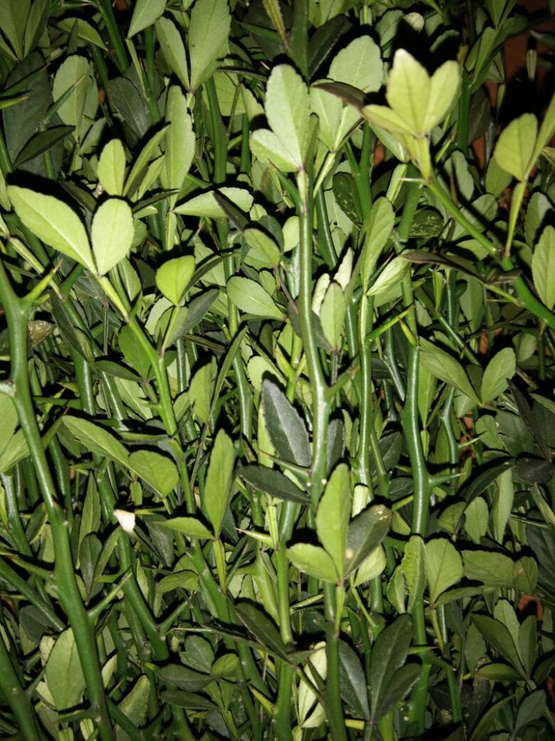 枸橘树30~50cm