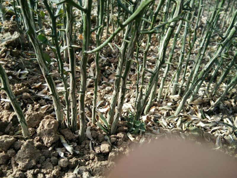 枸橘树30~50cm
