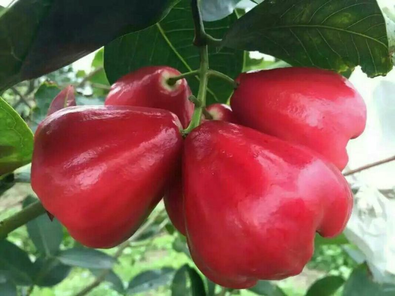 莲雾种苗