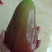 莲雾种苗