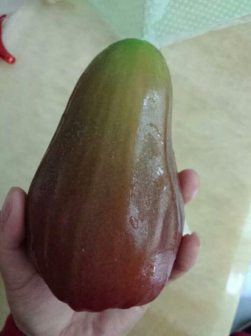 莲雾种苗
